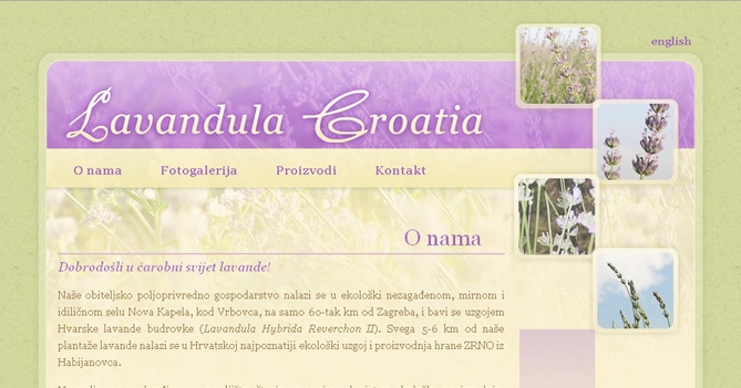 Lavandula Croatia
